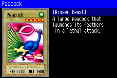 Peacock-SDD-EN-VG.png